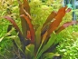 Preview: Rote Chamäleon Schwertpflanze - Echinodorus 'Red Chamäleon'